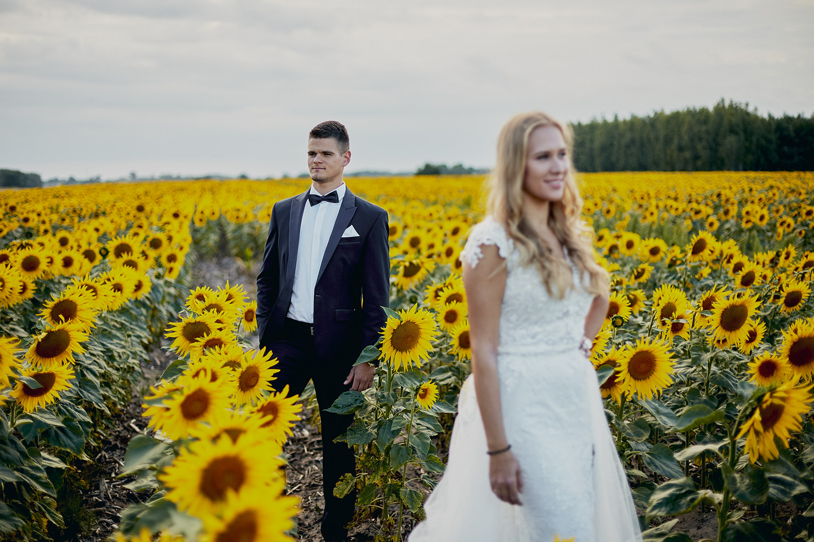 Sesja ślubna w zbożu i słonecznikach - Joanna i Rafał