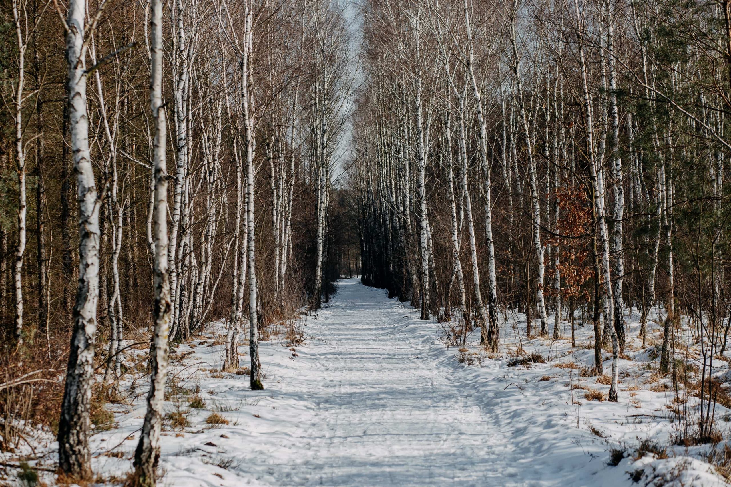 Zimowa sesja narzeczeńska w lesie